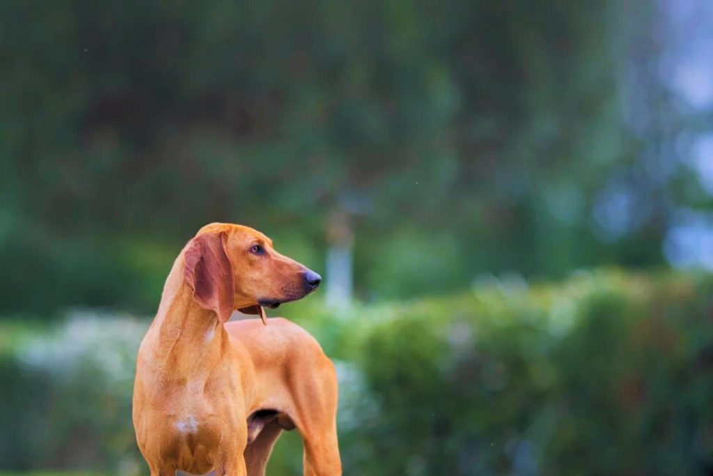 Briquet de Provence Dog with sleek brown coat gazes left in lush green field, floppy ears framing its alert, intelligent expression