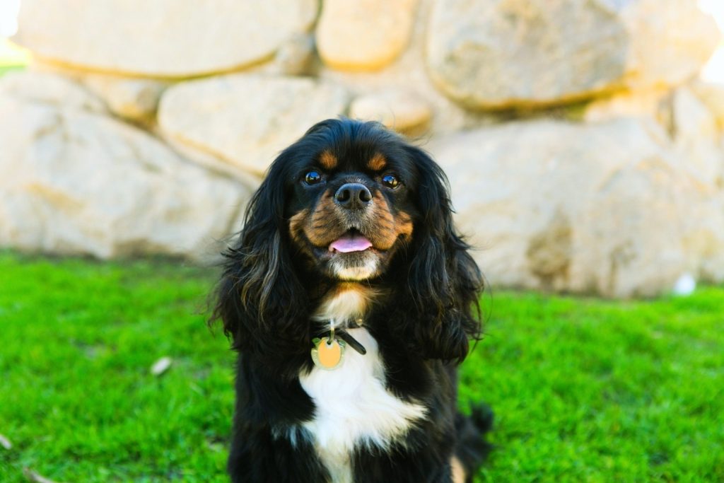 Black and brown Cavalier King Charles Spaniel sitting on a green lawn near a textured rock wall.