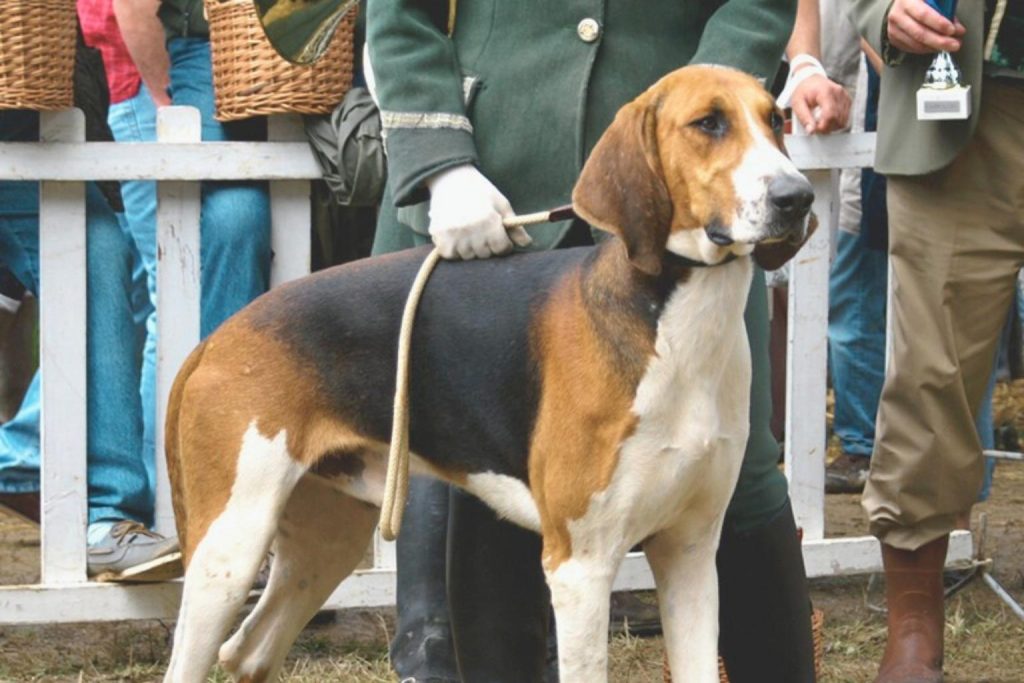Well-groomed brown and white Chien Français Tricolore Dog standing in profile on a leash in a busy, formal setting.