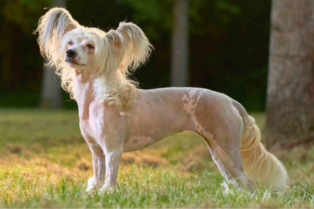 Chinese Crested Dog with white and blonde hair patches standing on grass, showing its distinctive hairless and furry coat features.