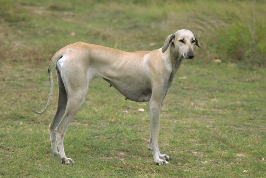 Chippiparai Dog with tan, smooth short coat standing in green grassy field, slender with long legs and floppy ears.