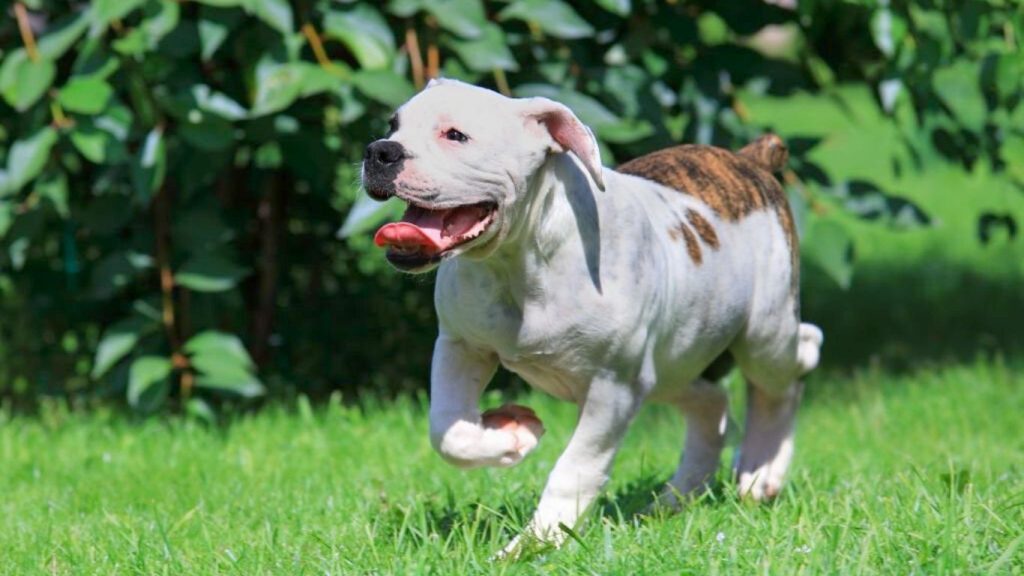 White and brown American Bulldog puppy runs across vibrant green grass, ears up and mouth open, with blurred garden background
