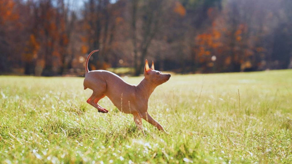 American Hairless Terrier dog running across a grassy field in autumn sunlight
