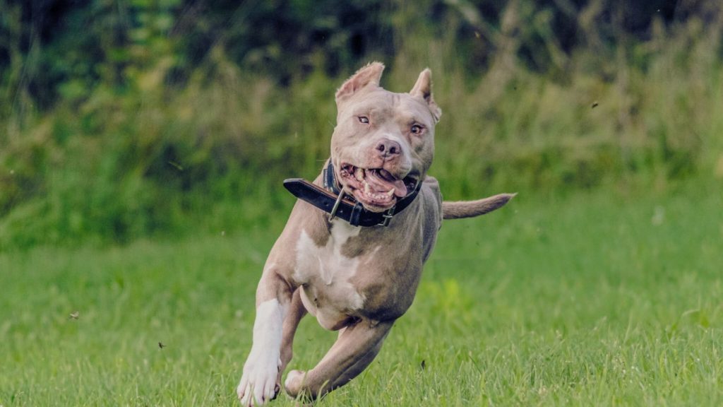 American Pit Bull Terrier running playfully across a green field with mouth open and leather collar visible
