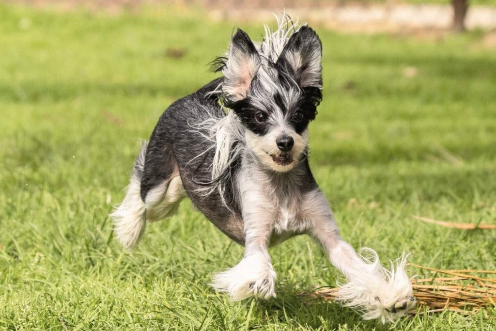 Black and white Chinese Crested Dog with long white fur on legs and chest runs through green grassy field, ears perked, alert.