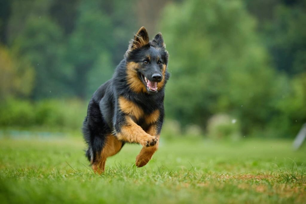 Joyful Bohemian Shepherd Dog with black and tan coat runs energetically across a lush green field toward the camera in bright outdoor light