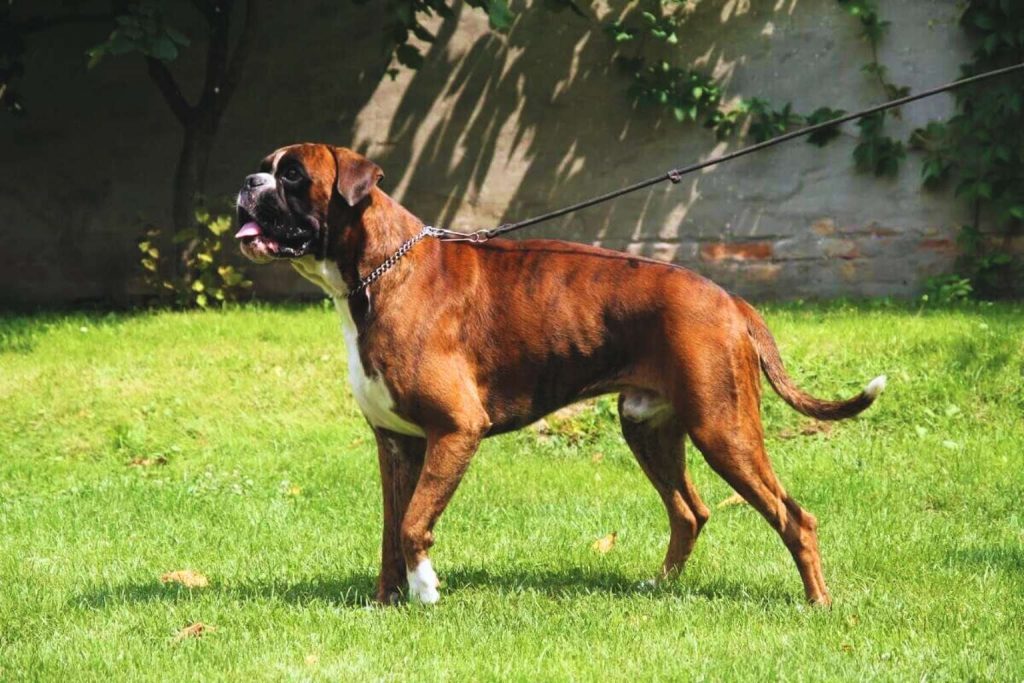 Reddish-brown Boxer Dog with white markings stands on vibrant green grass, tongue out, profile view, leash extending out