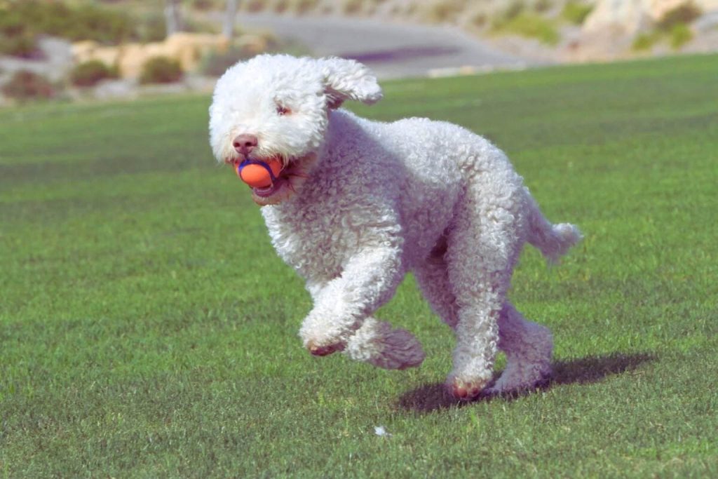 Joyful white Cantabrian Water Dog with a curly coat, running mid-stride on a green lawn with an orange ball in its mouth.