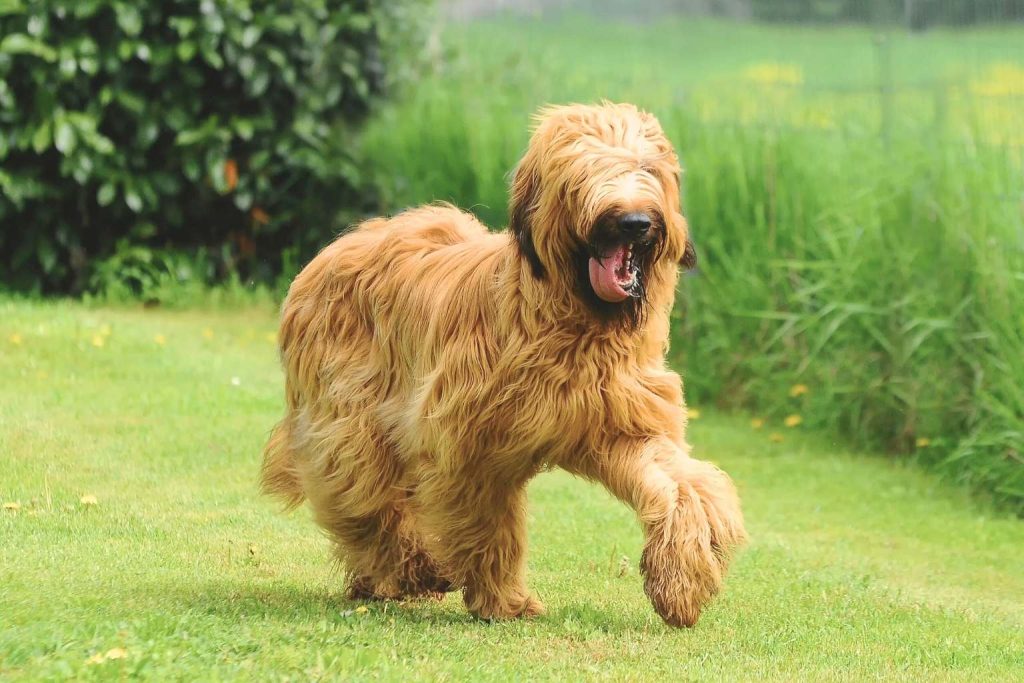 Golden brown Briard Dog runs across green lawn with long fur covering its eyes, mouth open and tongue out in joyful outdoor stride