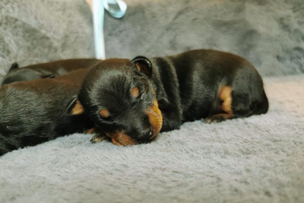 Newborn English Toy Terrier puppies with black fur and tan markings sleeping on gray blanket.