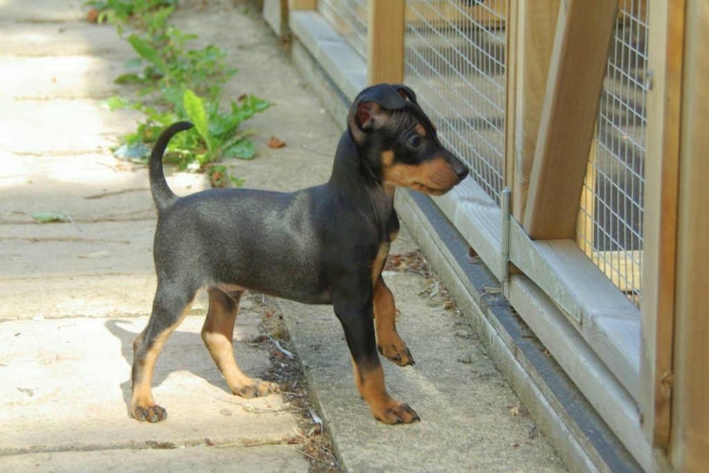 Black and tan English Toy Terrier puppy stands on concrete beside wooden fence, looking curiously right.
