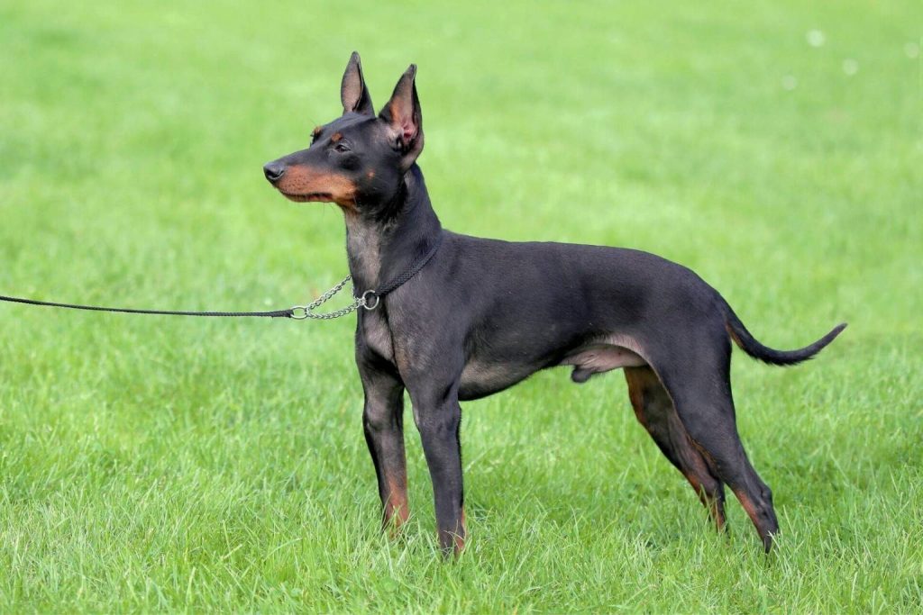 Black and tan English Toy Terrier in show stance on green field with leash, erect ears and alert expression.