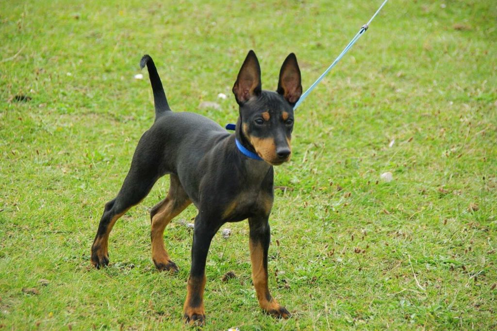 Black and tan English Toy Terrier with erect ears and blue collar standing alert on green grass.