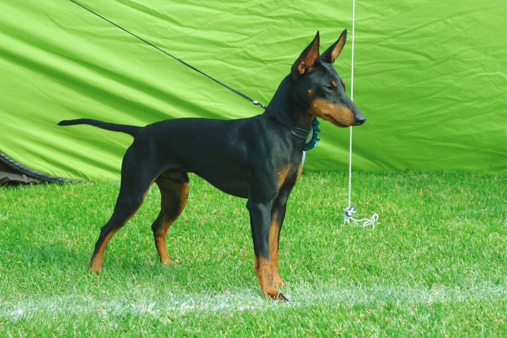 Sleek black and tan English Toy Terrier standing alert on green lawn with erect ears and collar.
