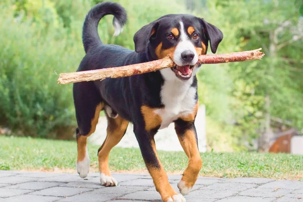 Tri-color Entlebucher Mountain Dog carrying stick on paved path with white markings, tan patches, curled tail, floppy ears.