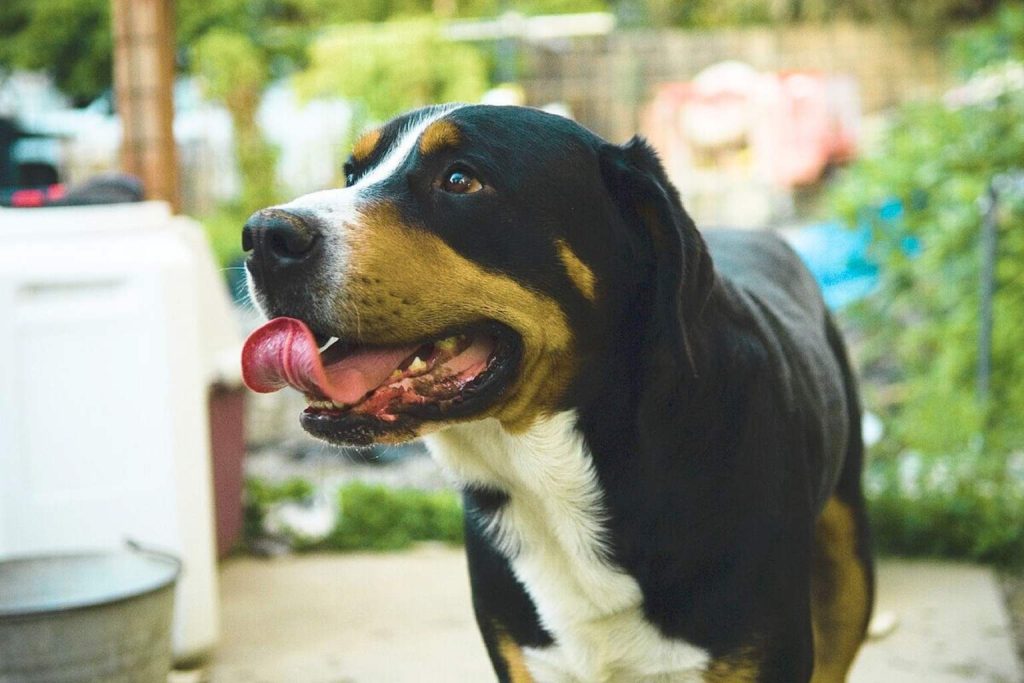 Close-up of Entlebucher Mountain Dog with black, tan, white fur, lolling tongue, alert eye, blurred green foliage background.