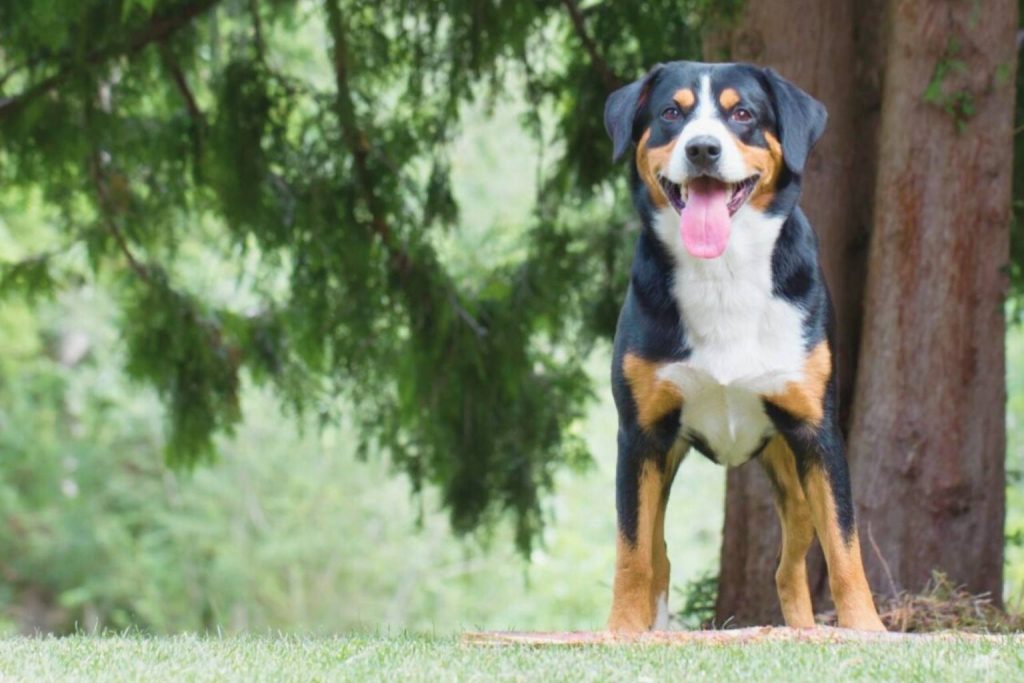 Entlebucher Mountain Dog with black coat, white chest markings, brown eye patches on grassy lawn with trees.