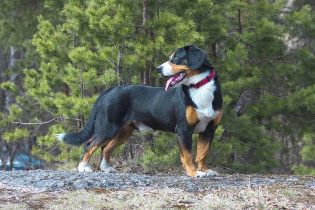 Entlebucher Mountain Dog with black, tan, white coat and red collar stands on rocky outcrop amid green forest.