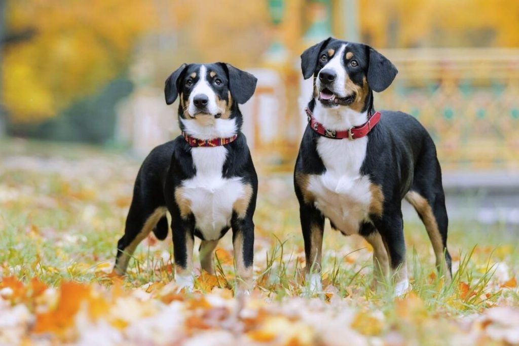 Two Entlebucher Mountain Dogs with black, white, tan coats and red collars stand on autumn leaves in park setting.