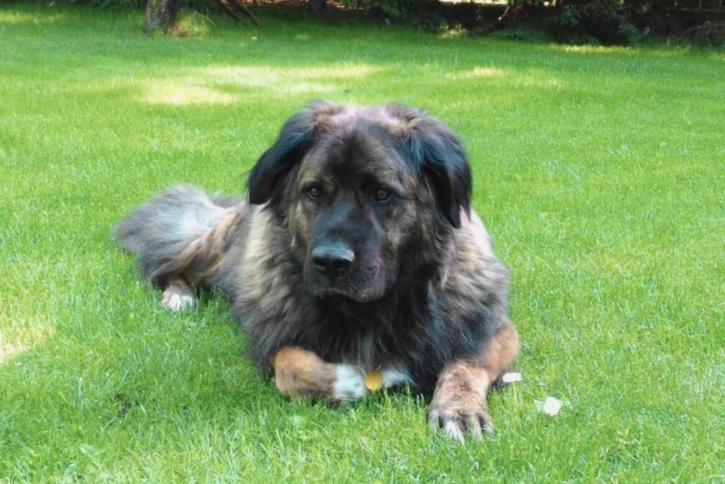 Estrela Mountain Dog with long brown and black fur lying in green grass on a sunny day.