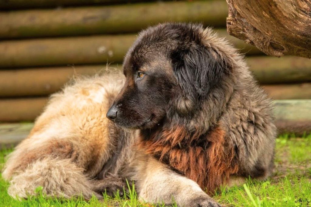 Estrela Mountain Dog with thick black, brown and cream coat lying on green grass in front of a wooden fence, facing left.