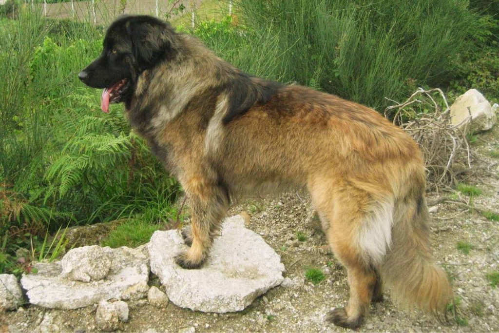 Estrela Mountain Dog with dark and reddish-brown fur standing on a rock in a green, rocky outdoor landscape.