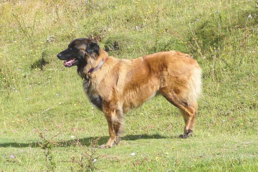 Estrela Mountain Dog with thick brown coat and black mask standing in a green grassy field with wildflowers.