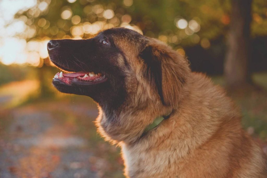 Estrela Mountain Dog with brown and black fur and green collar looks up in warm golden light with blurred trees in background.