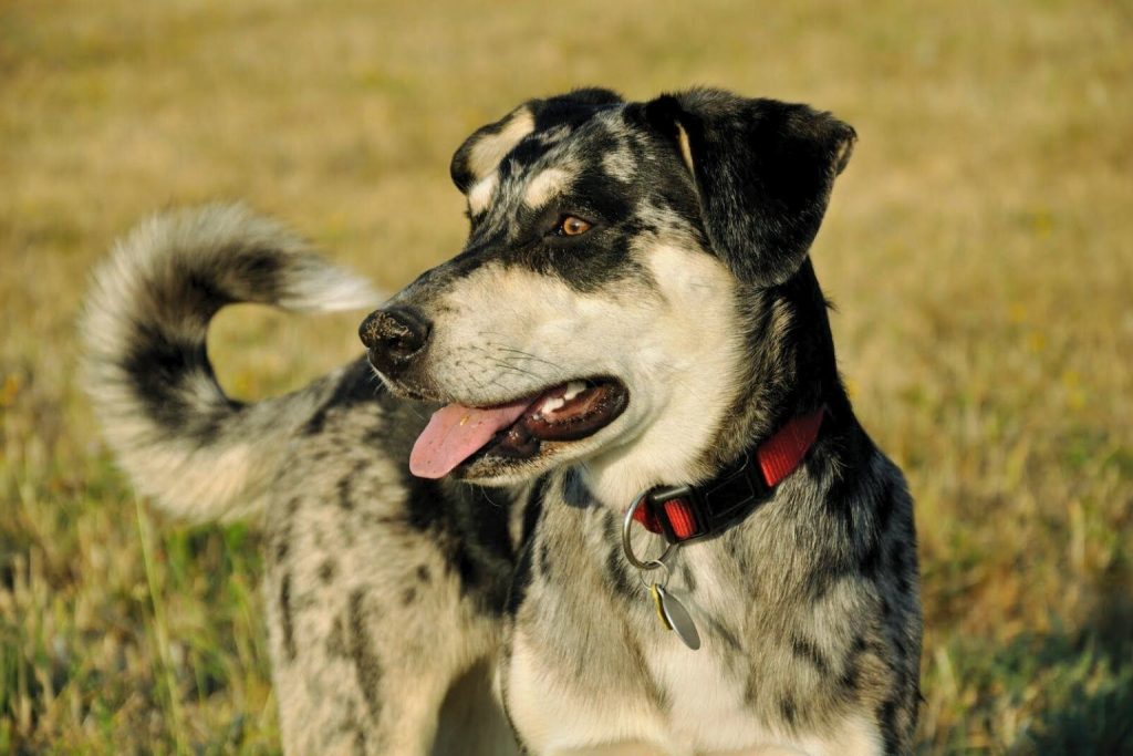 Alert black and gray speckled Carea Leonés Dog with amber eyes and a red collar, lying in a warm, grassy field.