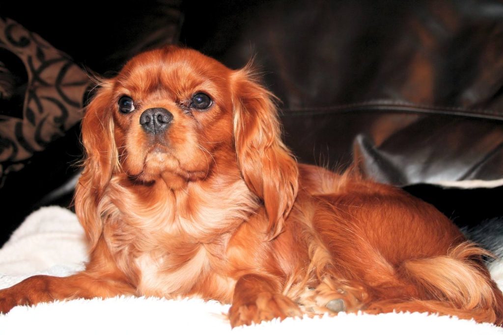 Close-up of a reddish-brown Cavalier King Charles Spaniel with silky ears, lying relaxed on a soft, white blanket.