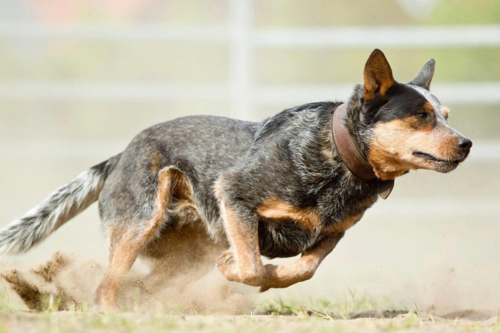 Australian Cattle Dog with blue merle coat runs fast kicking up dust, wearing tan leather collar

