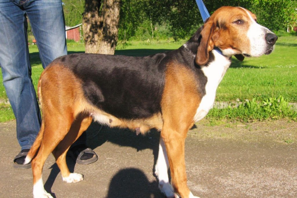 Tri-colored Finnish Hound Dog with a black saddle and tan markings standing on a dirt path with a blue leash.