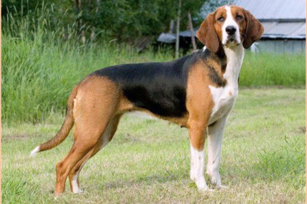 Tri-colored Finnish Hound Dog with a black back, tan legs, and white muzzle markings standing in a green grassy field.