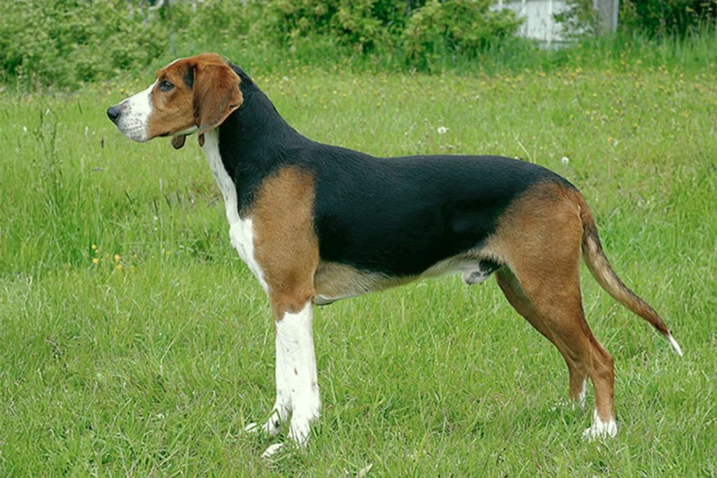 Tricolor Finnish Hound Dog with a black saddle, tan legs, and white muzzle standing in a grassy wildflower field.