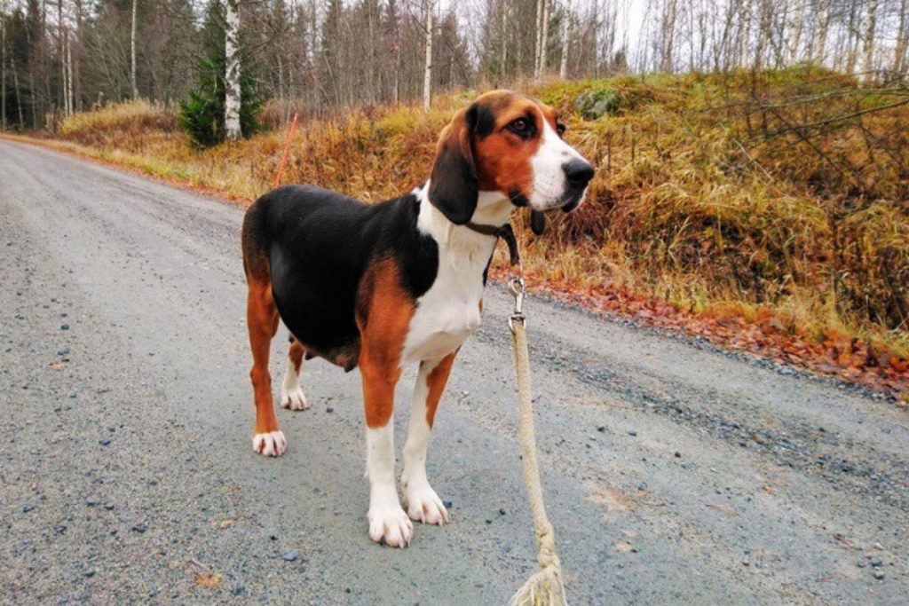 Tri-color Finnish Hound Dog with a black saddle and tan markings standing on a gravel road with a rope leash.