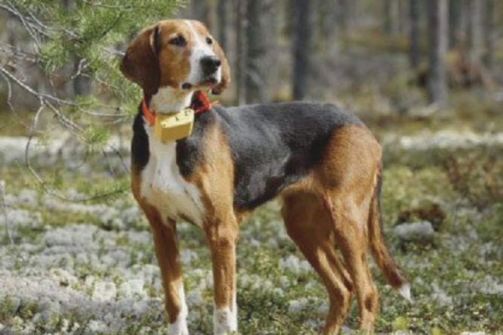 Tri-colored Finnish Hound Dog wearing an orange GPS collar standing in a wooded area with mossy ground.