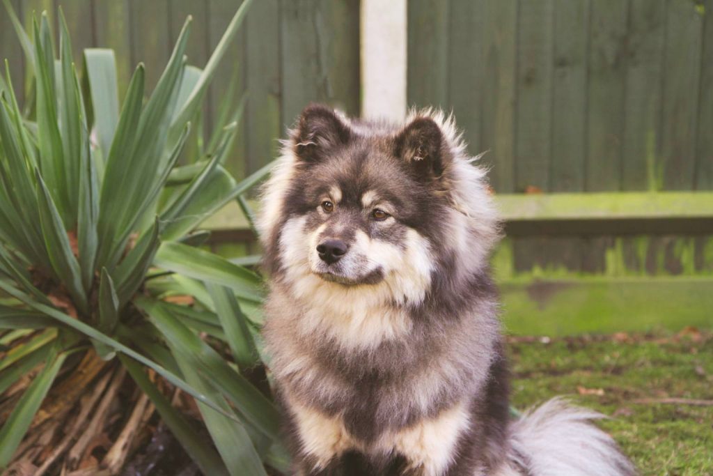 Fluffy brown and cream Finnish Lapphund with upright ears sitting by a spiky green plant and a green wooden fence.