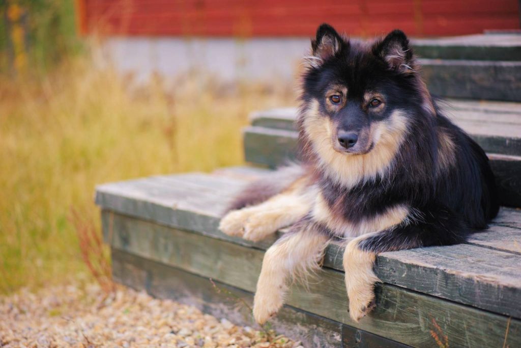 Black and tan Finnish Lapphund resting on weathered green wooden steps with dry golden grass in the background.