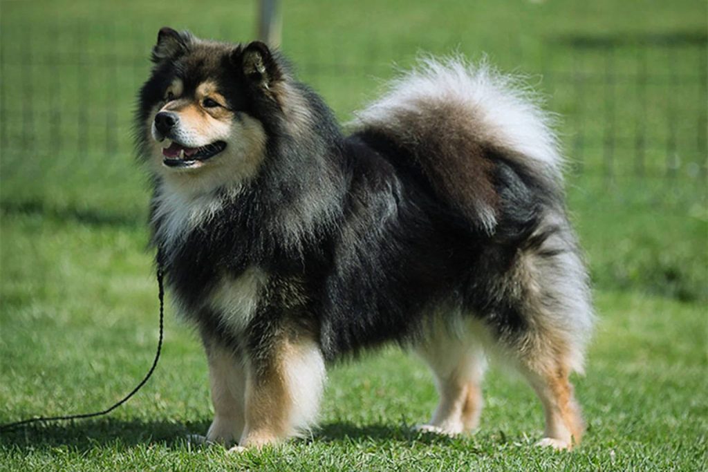 Long-haired black and tan Finnish Lapphund standing on a green lawn with its bushy tail curved over its back.
