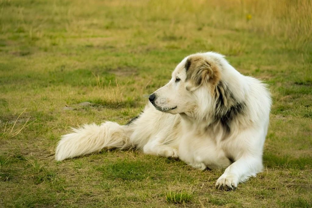 White and brown Aidi Dog with fluffy coat lies in grassy field on a sunny day