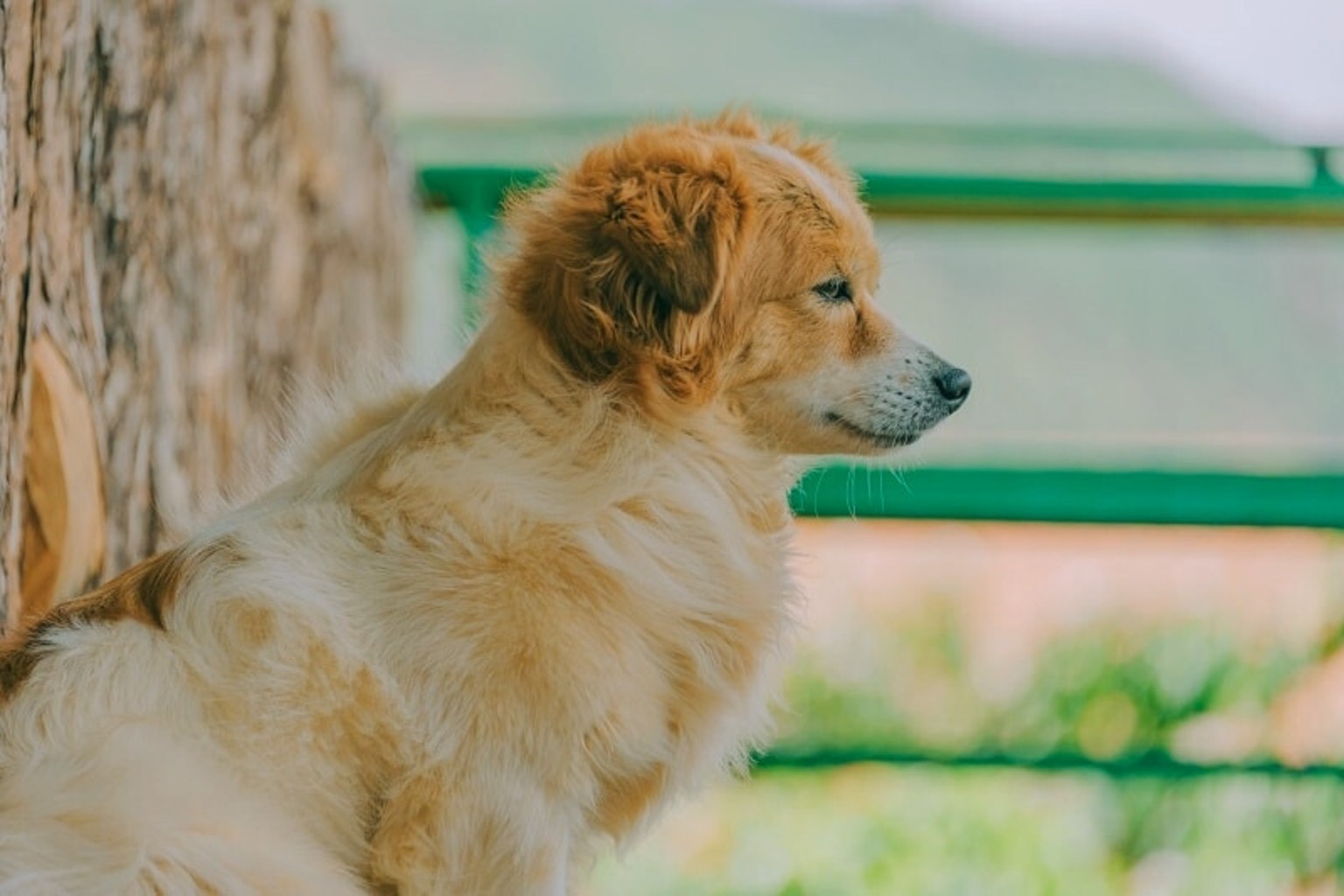Alopekis dog in profile view with fluffy tan and cream fur, standing near a tree and green fence