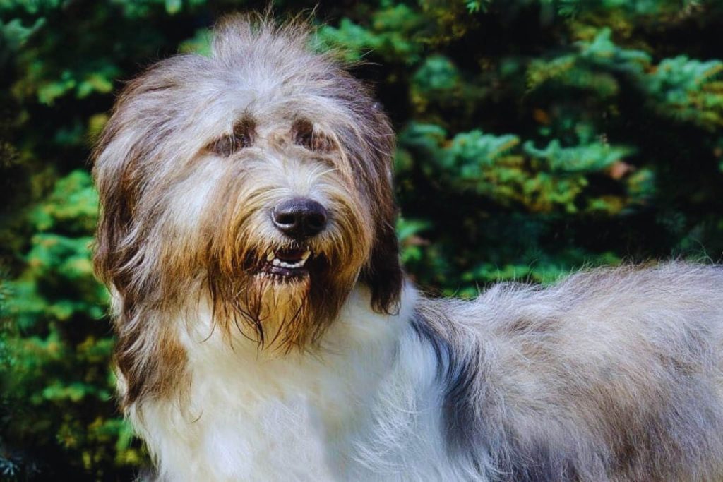 Shaggy Armant Dog with gray, brown, and white fur stands calmly in front of blurred evergreen trees background outdoors