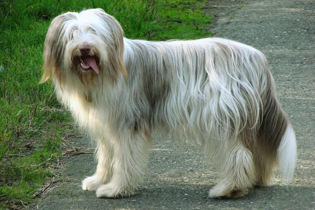 Bearded Collie Dog with long gray and white shaggy coat stands on gray paved path with short grass and greenery nearby