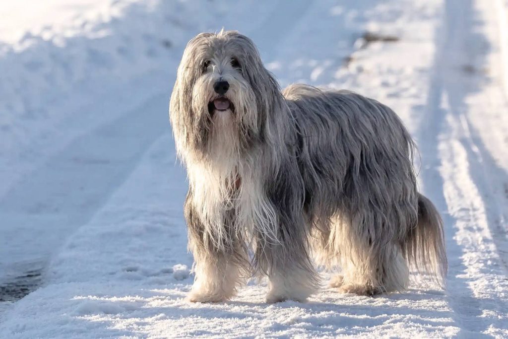 Bearded Collie Dog with long light gray and white fur stands on fresh snow-covered path under soft sunlight on a sunny day