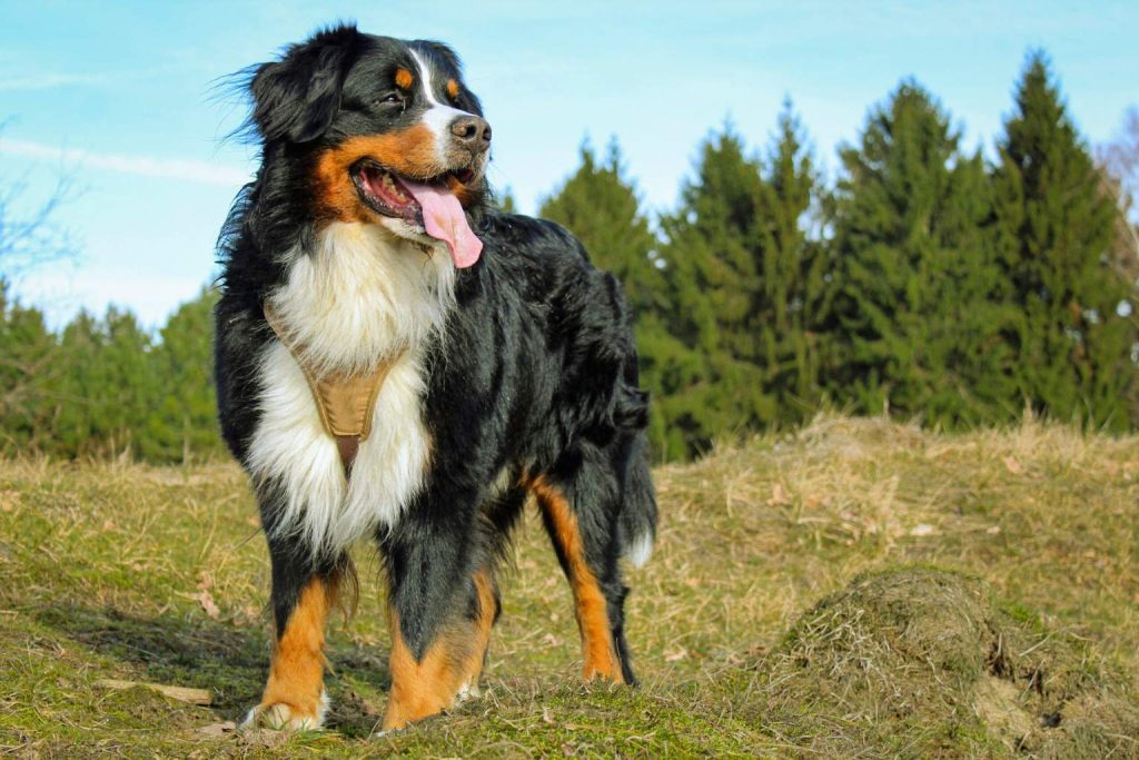 Bernese Mountain Dog with tri-color thick fur and tan harness stands on grassy hill, tongue out, forest in background