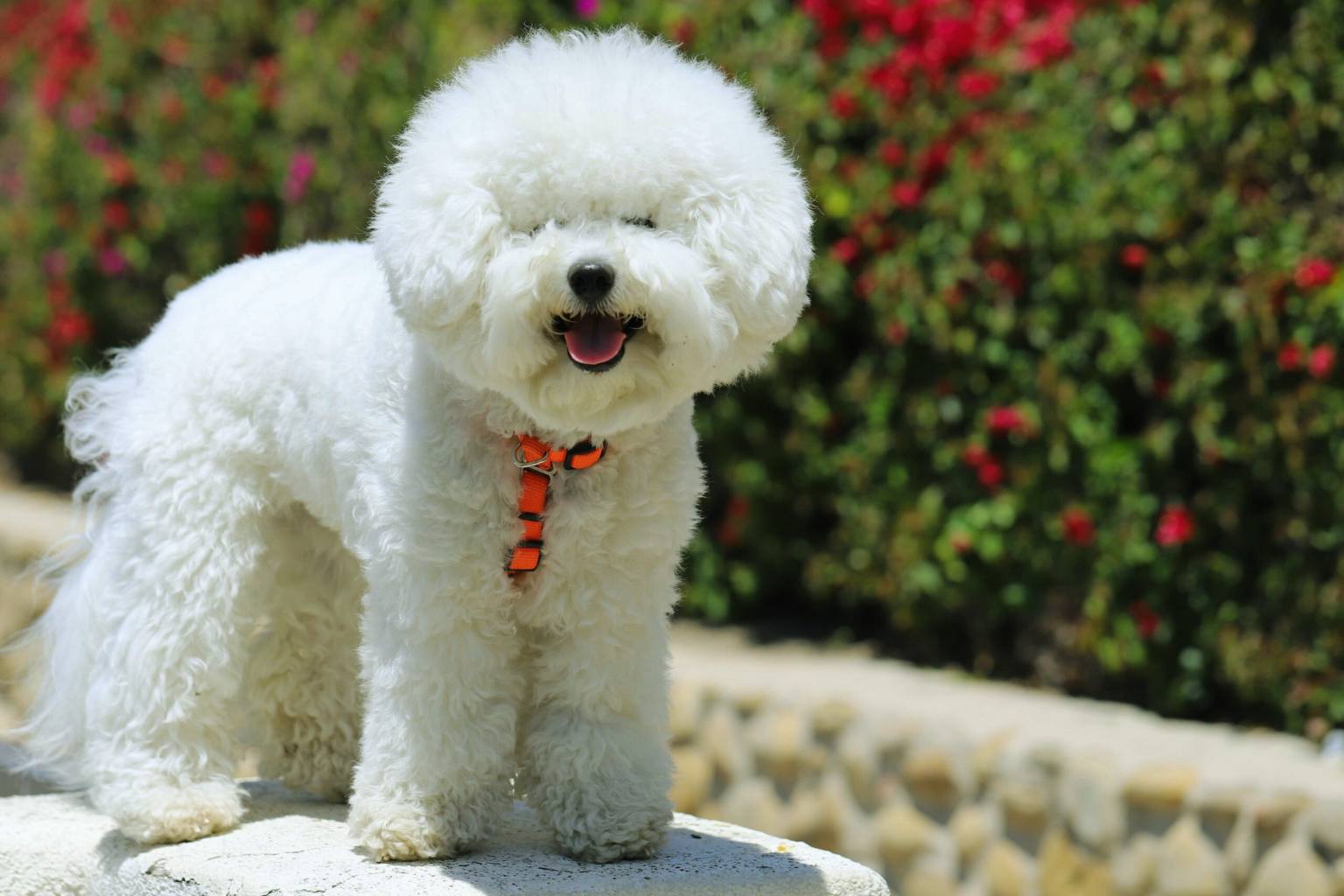 101+ Irresistibly Cute Bichon Frise Dog Names (That’ll Make You Giggle ...