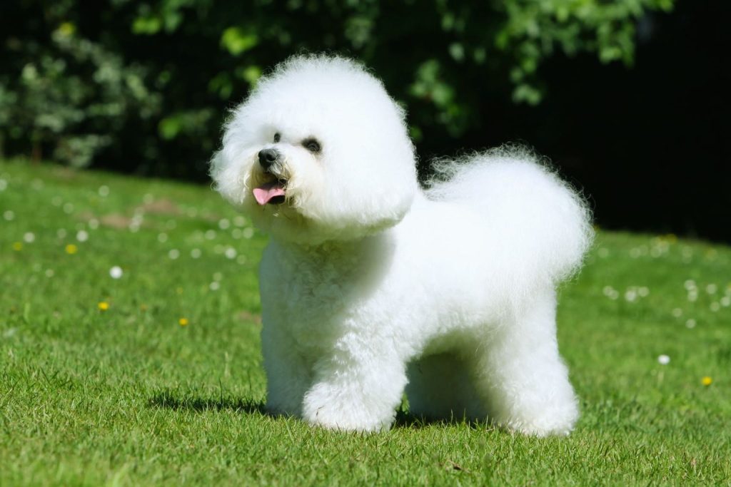 White Bichon Frise Dog stands in green grass with fluffy coat, tongue out, three-quarter view, trees softly blurred behind