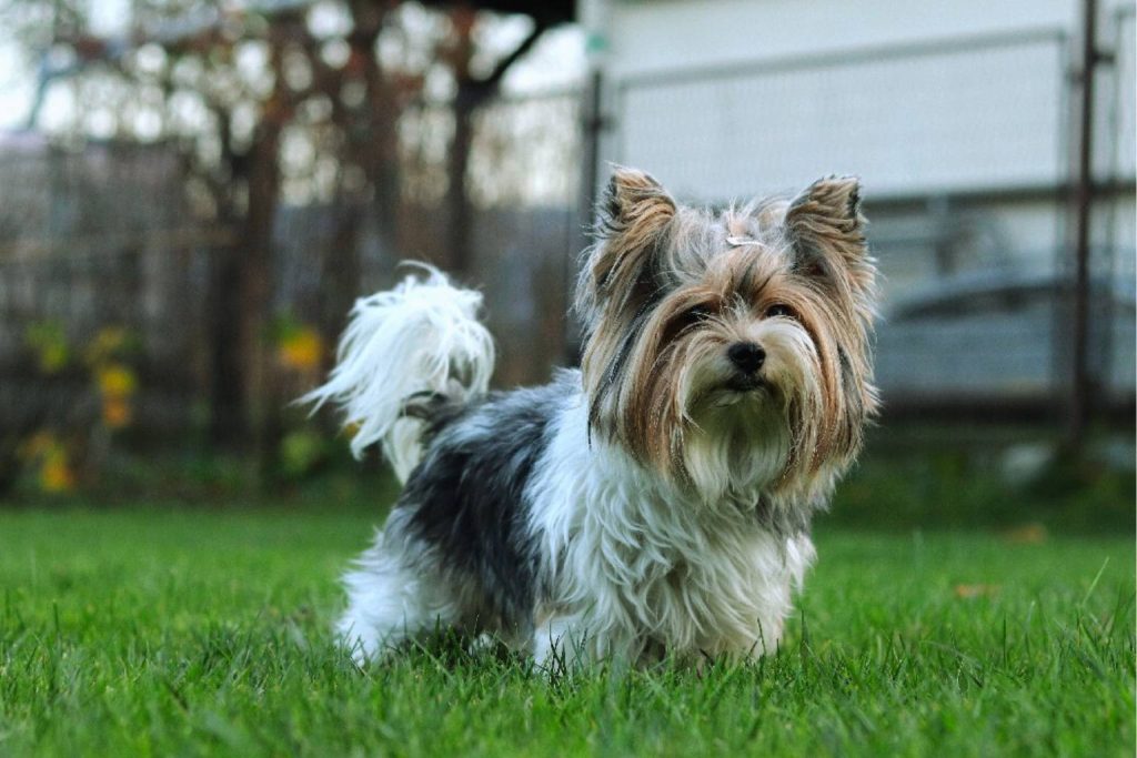Biewer Terrier Dog with white, gray, and brown fluffy coat stands on vibrant green grass, looking directly at camera