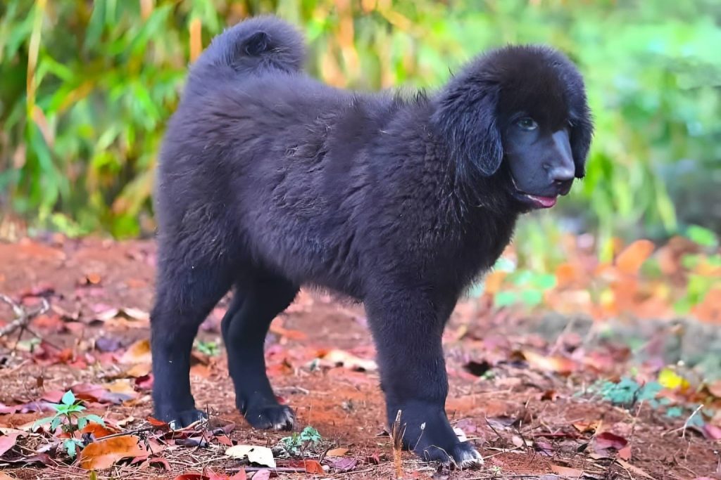 Fluffy black Bakharwal Dog puppy stands on reddish dirt with leaves, looking alert in a green outdoor setting