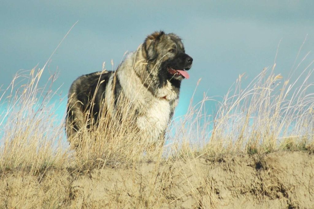 Fluffy Carpathian Shepherd Dog with gray and white thick coat standing on grassy hilltop with tongue out against blue sky backdrop.